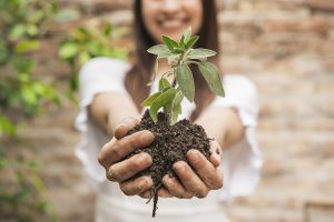 close up of woman s hand holding seedling